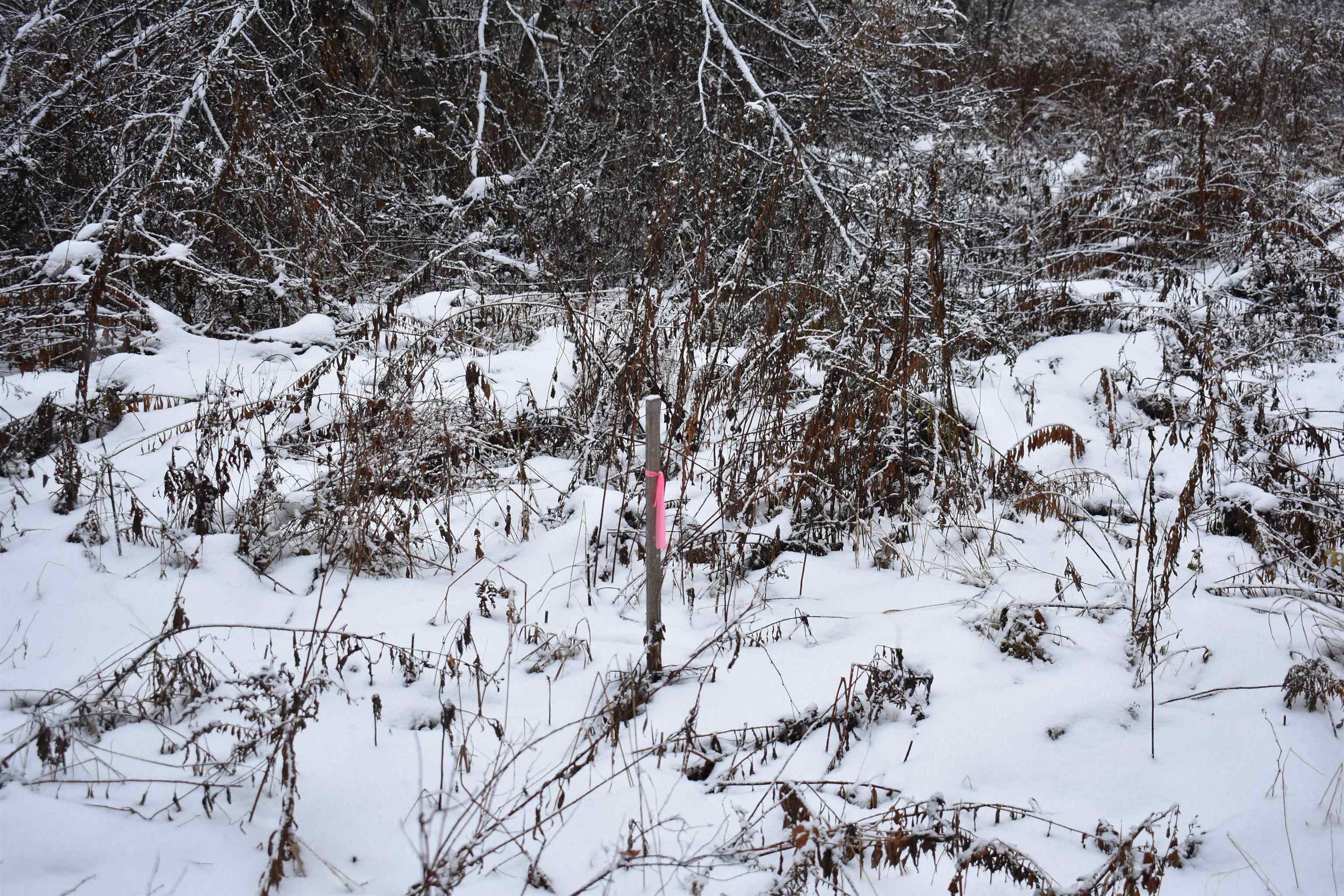 0 Loop Road North Troy, VT 05859 - Photo 8 of 15