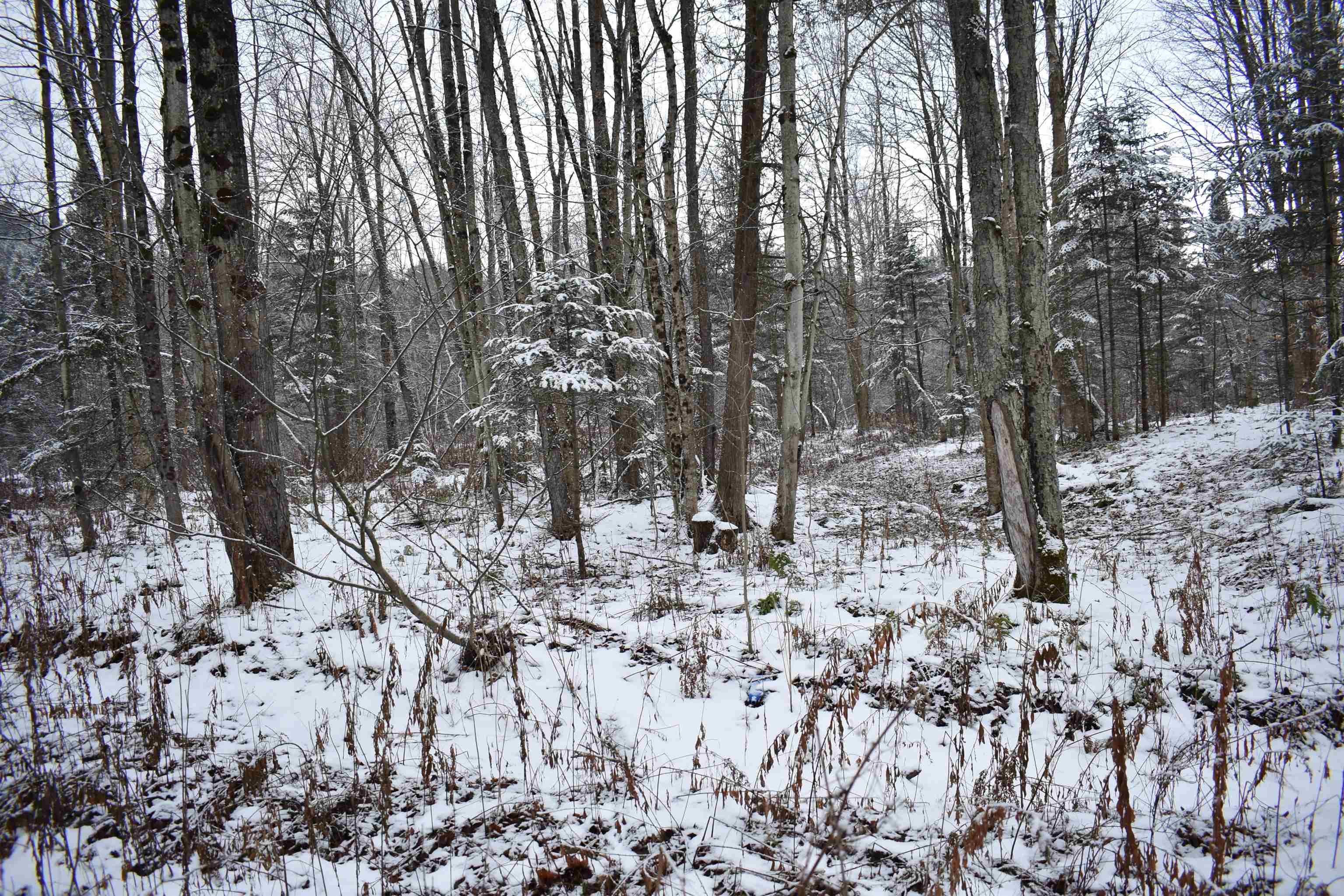 0 Loop Road North Troy, VT 05859 - Photo 9 of 15