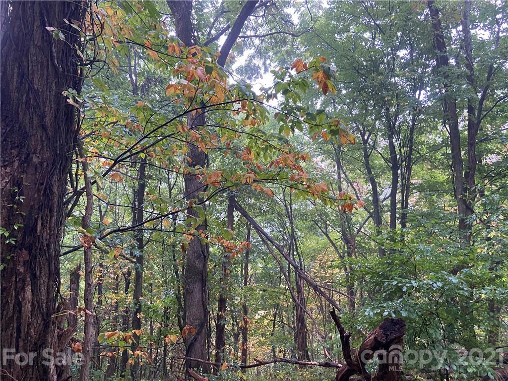 a picture of tree