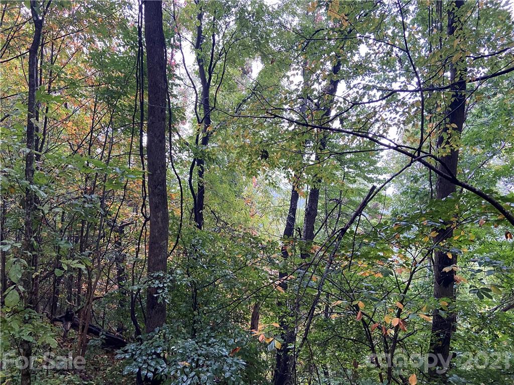Tbd Tbd Summit Ridge Trail Hot Springs, NC 28743 - Photo 2 of 17 a plant of lots of trees