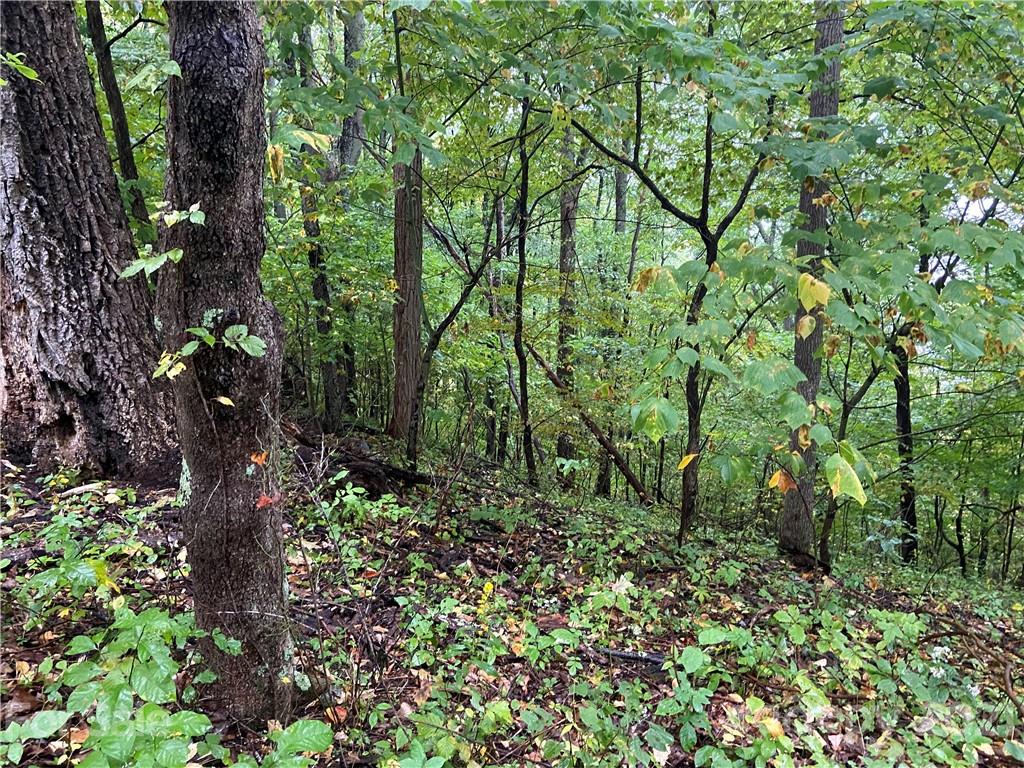 Tbd Tbd Summit Ridge Trail Hot Springs, NC 28743 - Photo 15 of 17 a backyard of a house with lots of green space