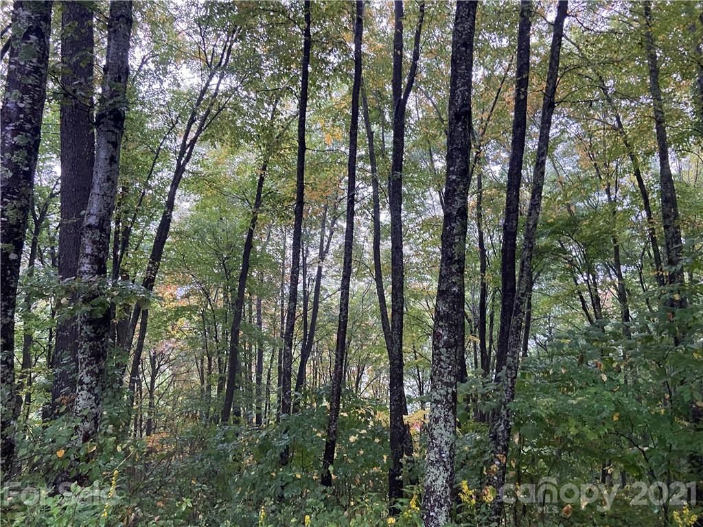 Tbd Tbd Summit Ridge Trail Hot Springs, NC 28743 - Photo 3 of 17 a view of forest