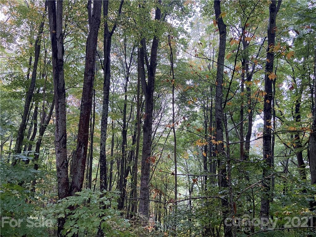 Tbd Tbd Summit Ridge Trail Hot Springs, NC 28743 - Photo 6 of 17 a view of forest