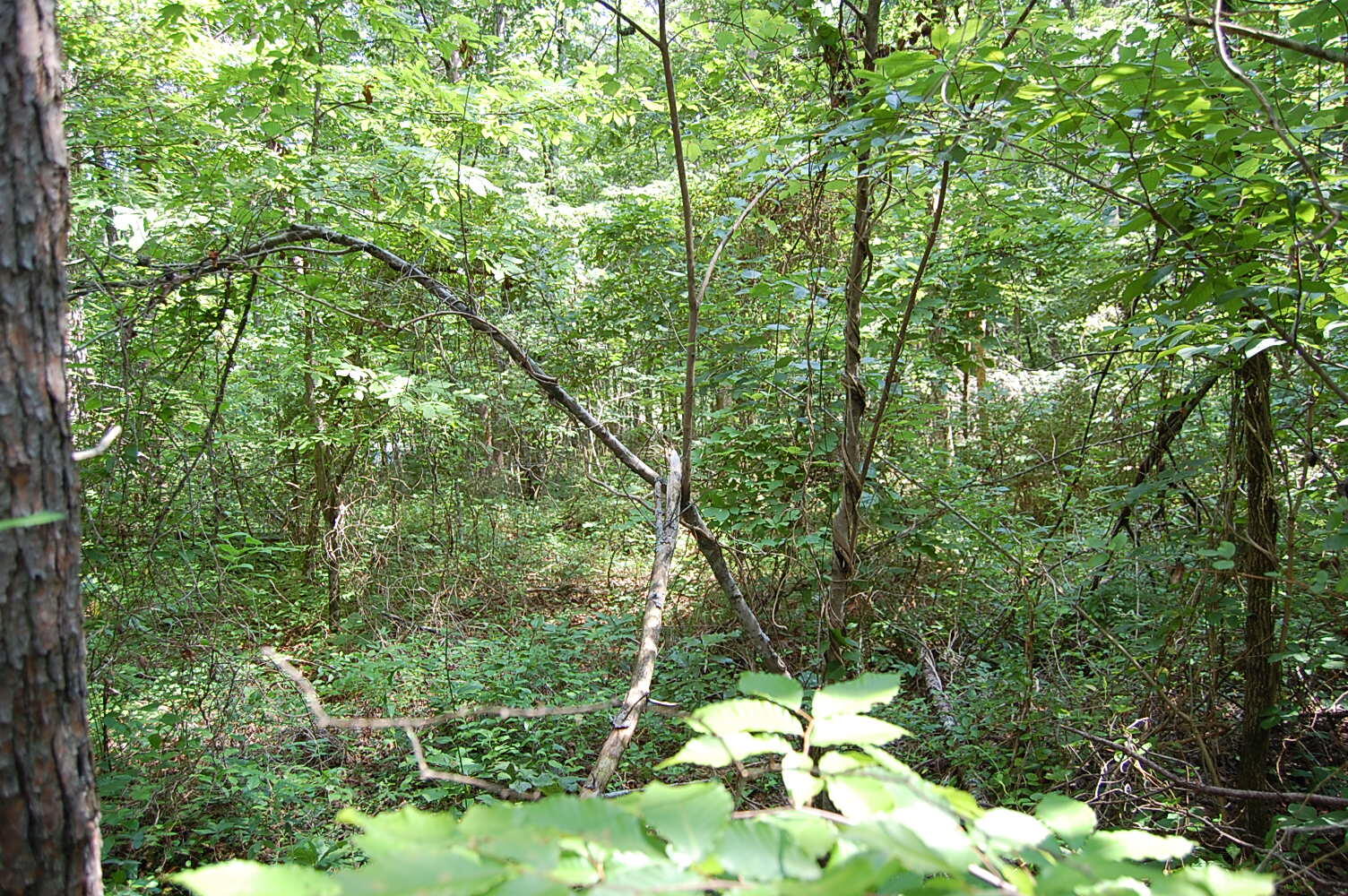 57 Hugh Allison Road Pikeville, TN 37367 - Photo 7 of 28 DSC_0007 - Copy (2)