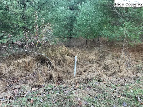 a view of a forest with trees in the background