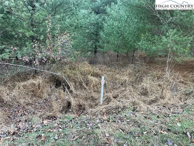 a view of a forest with trees in the background