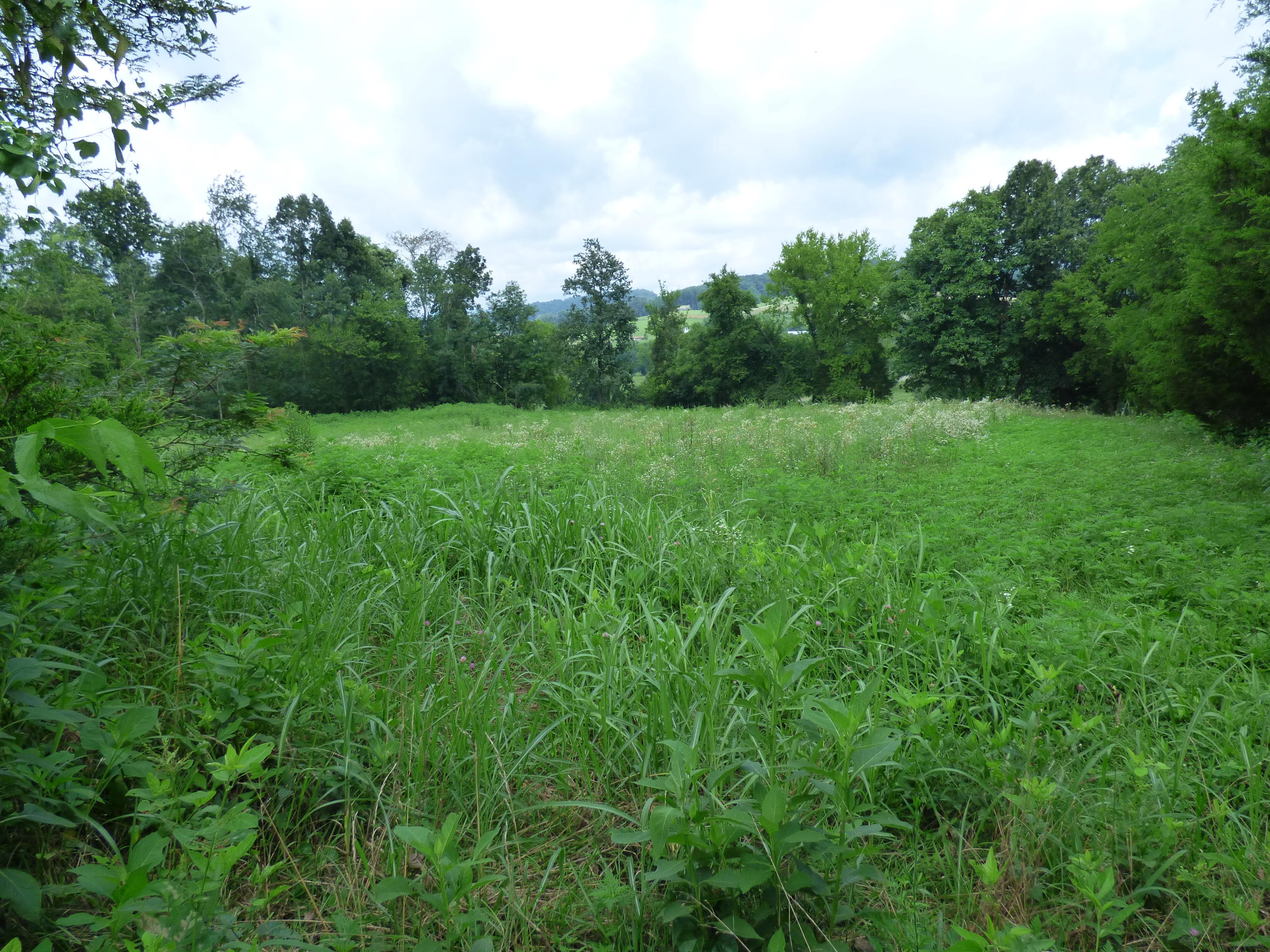 Lost Creek Road New Market, TN 37820 - Photo 2 of 2 P1000500