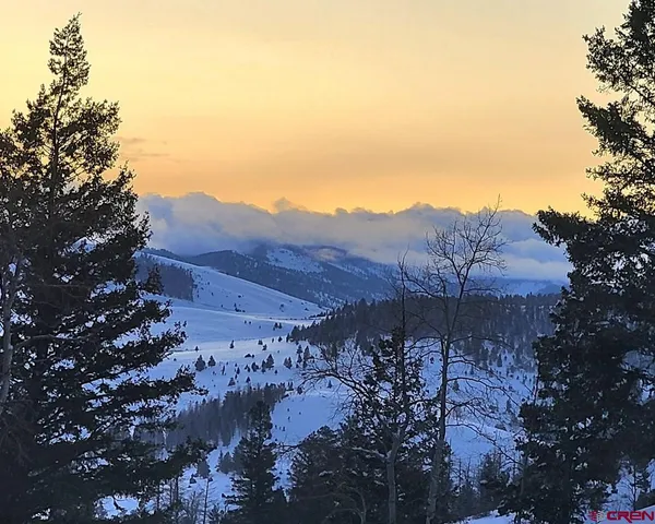 a view of a lot of trees and bushes