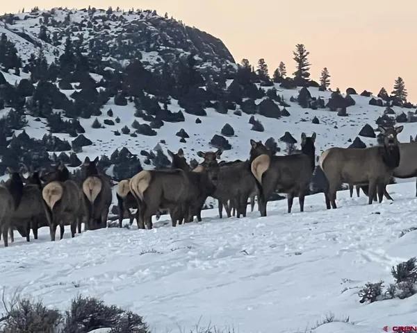 a view of a flower in a garden