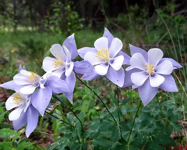 $30,000 | 4462 County Road 25, Powderhorn, CO 81243