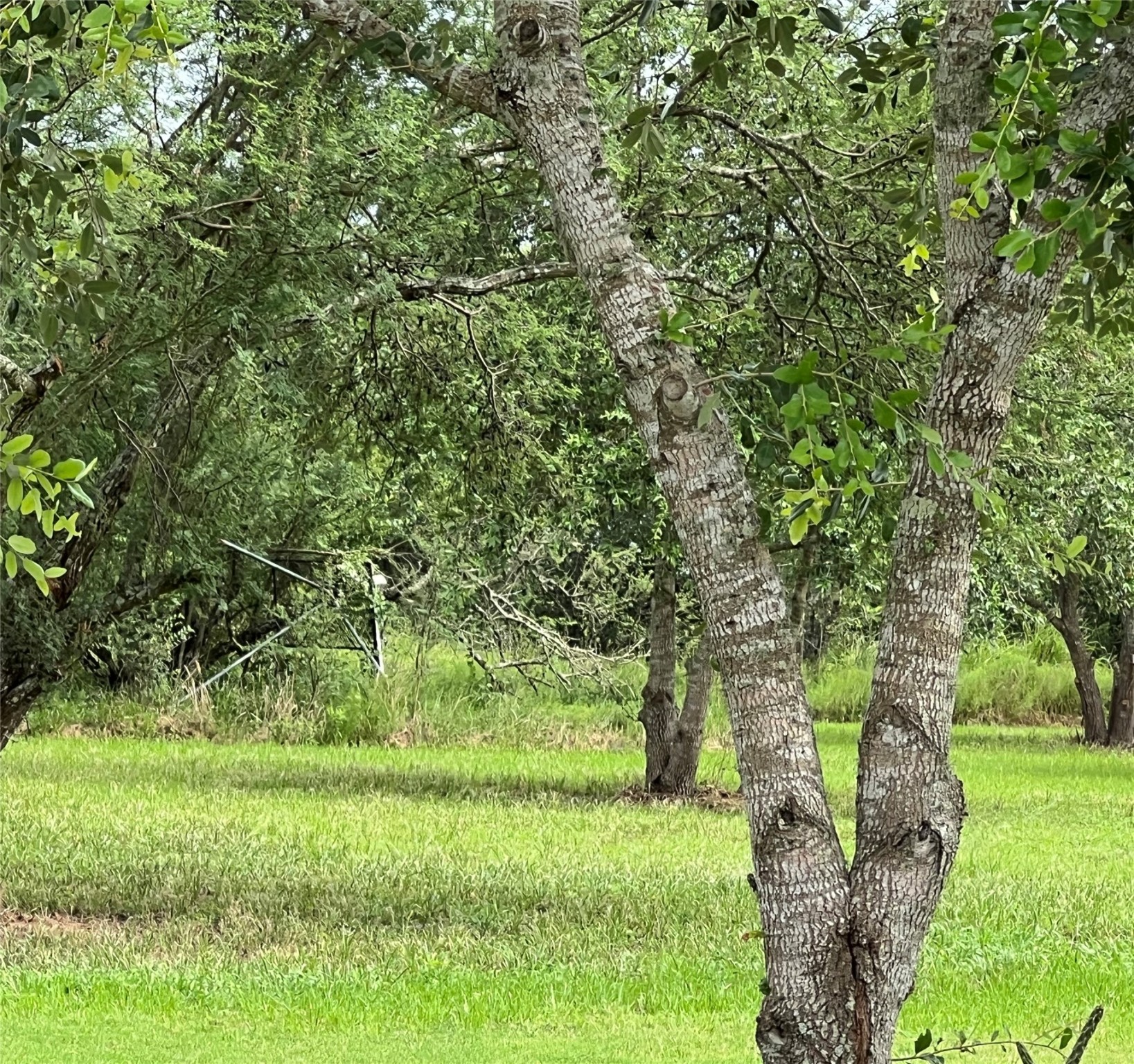 7391 FM 2546 Road El Campo, TX 77437 - Photo 40 of 50 a view of a garden with a tree