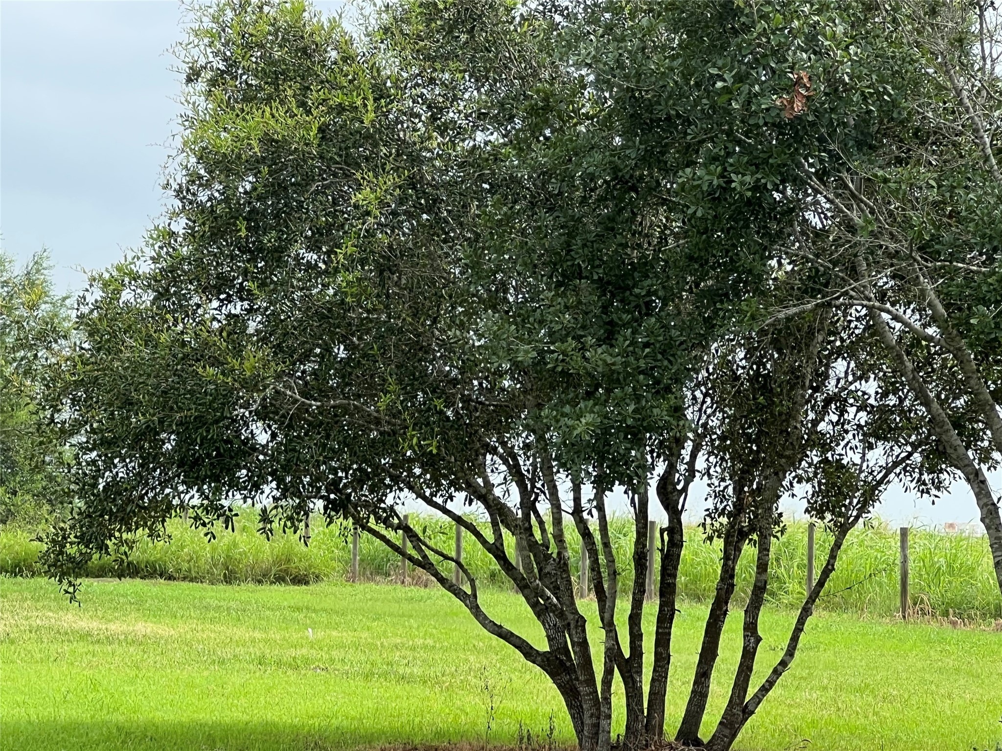 7391 FM 2546 Road El Campo, TX 77437 - Photo 41 of 50 a view of a yard with a tree