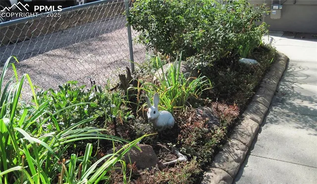 a plant that is in a garden