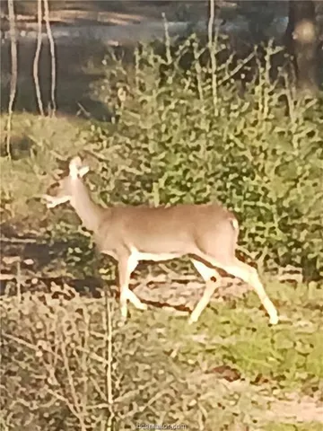 a view of a yard with plants and wooden fence