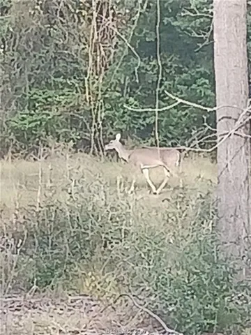 a view of outdoor space with trees all around