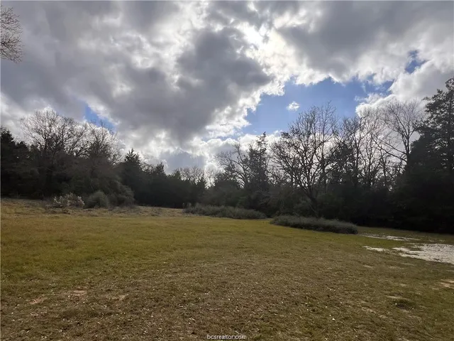 a view of a forest filled with trees