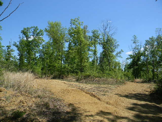 0 Ogden Road McEwen, TN 37101 - Photo 4 of 9 a view of a yard with a tree
