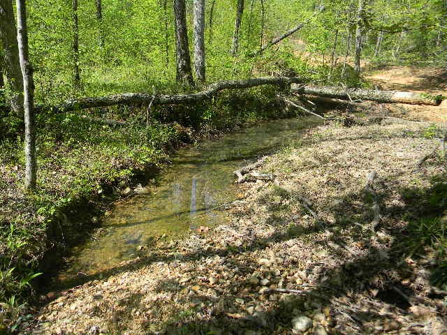 0 Ogden Road McEwen, TN 37101 - Photo 6 of 9 a view of a yard with plants and large trees