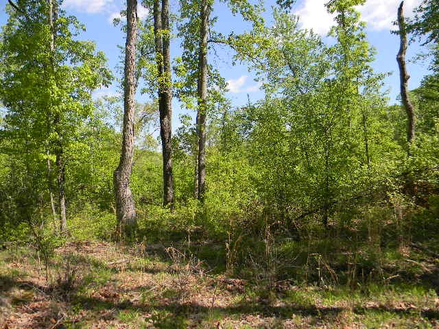 0 Ogden Road McEwen, TN 37101 - Photo 9 of 9