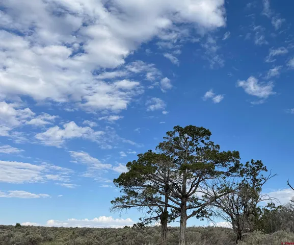 a view of a tree in a field of a house