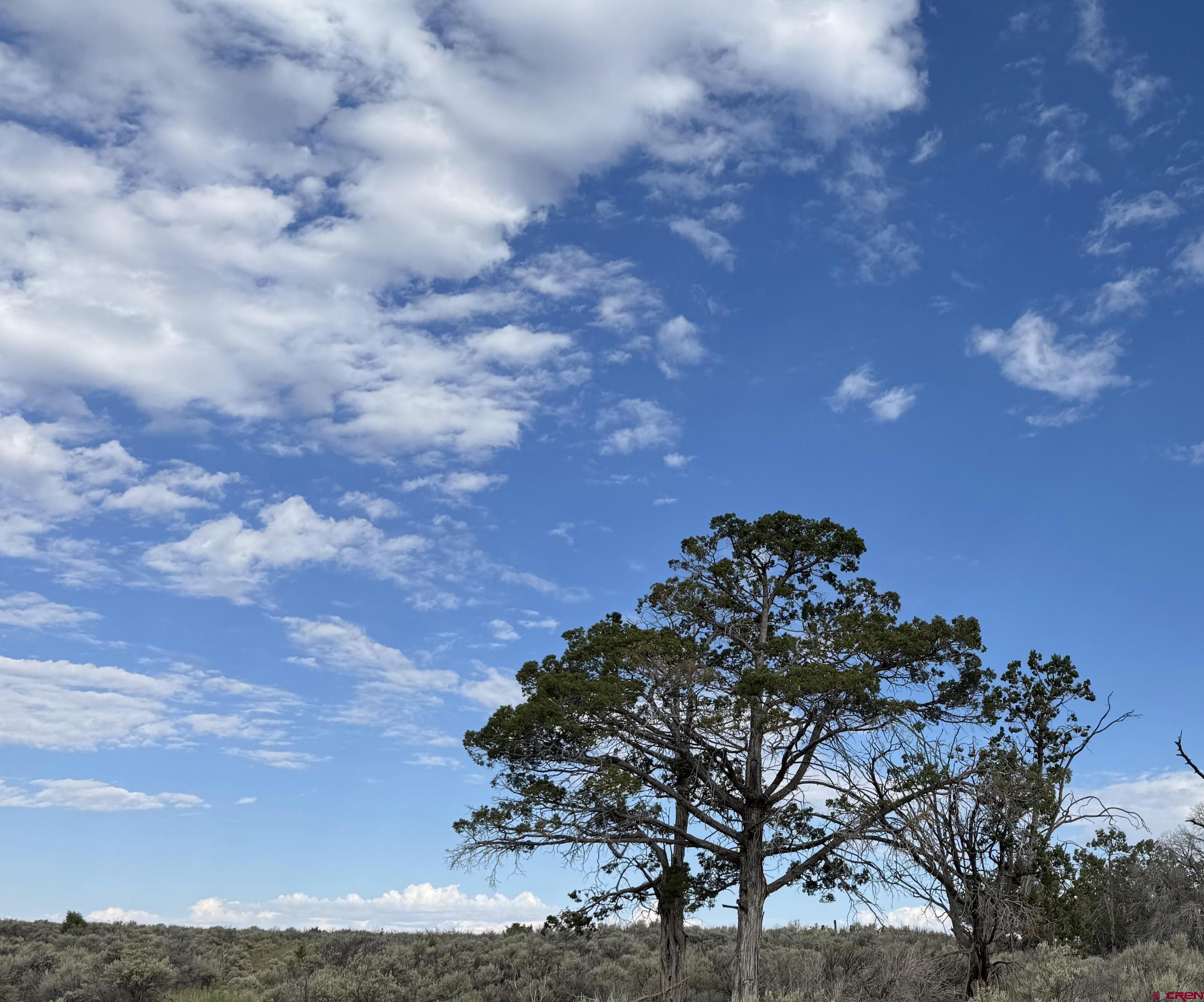 1 North 20th Road Cortez, CO 81321 - Photo 11 of 12 a view of a tree in a field of a house