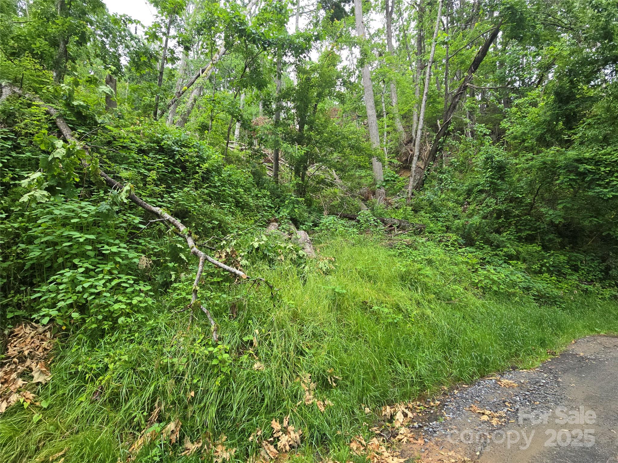 a view of a lush green forest