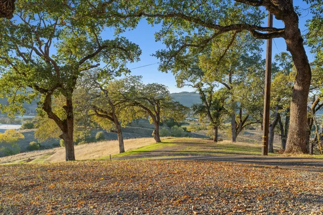 a view of a yard with a tree