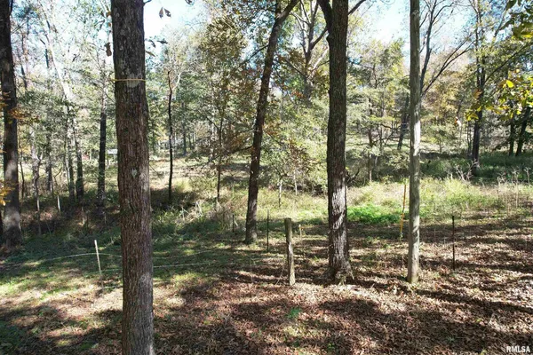 a view of yard with trees