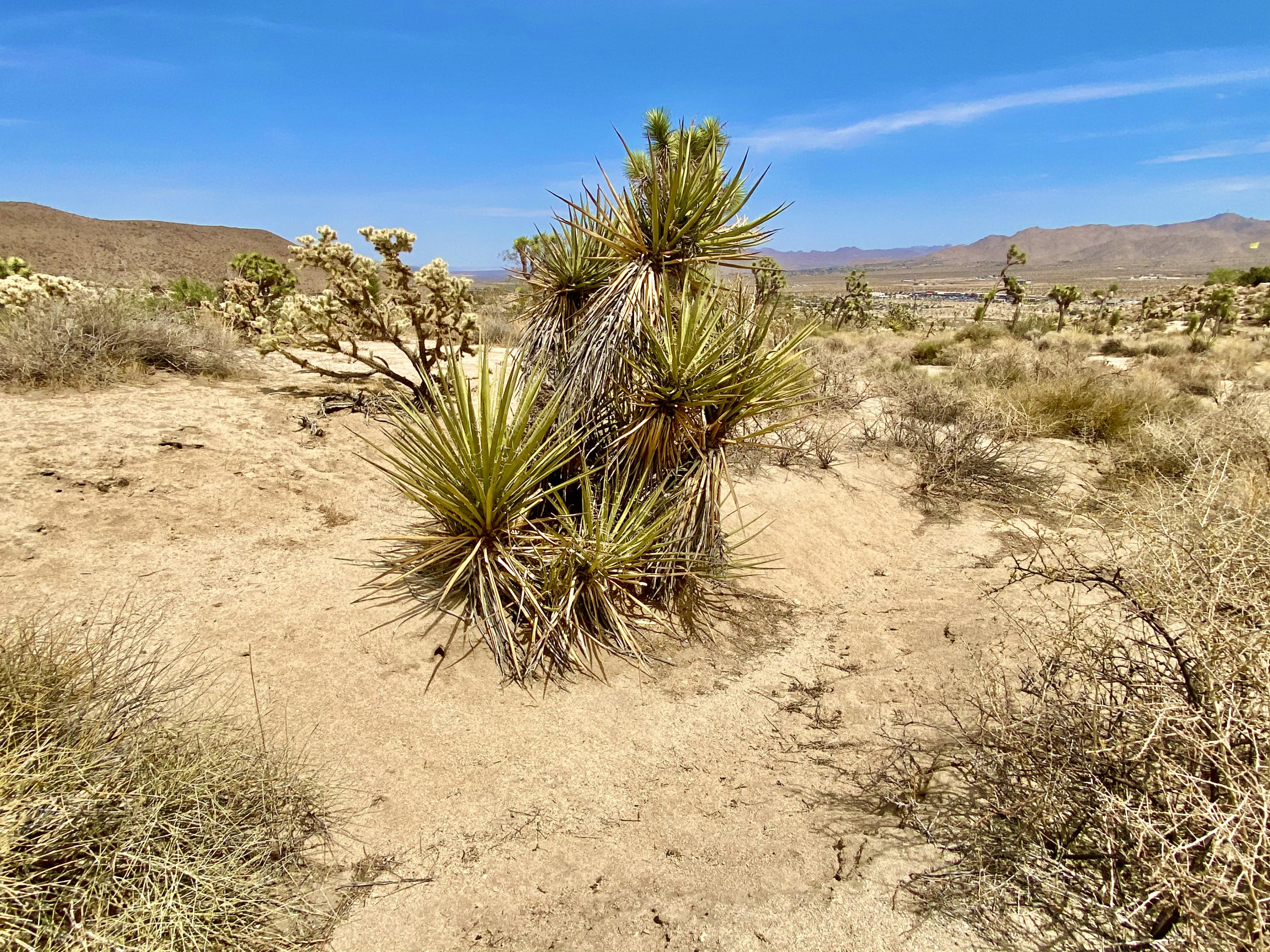 104 Bandera Road Yucca Valley, CA 92284 - Photo 20 of 48 IMG_3513