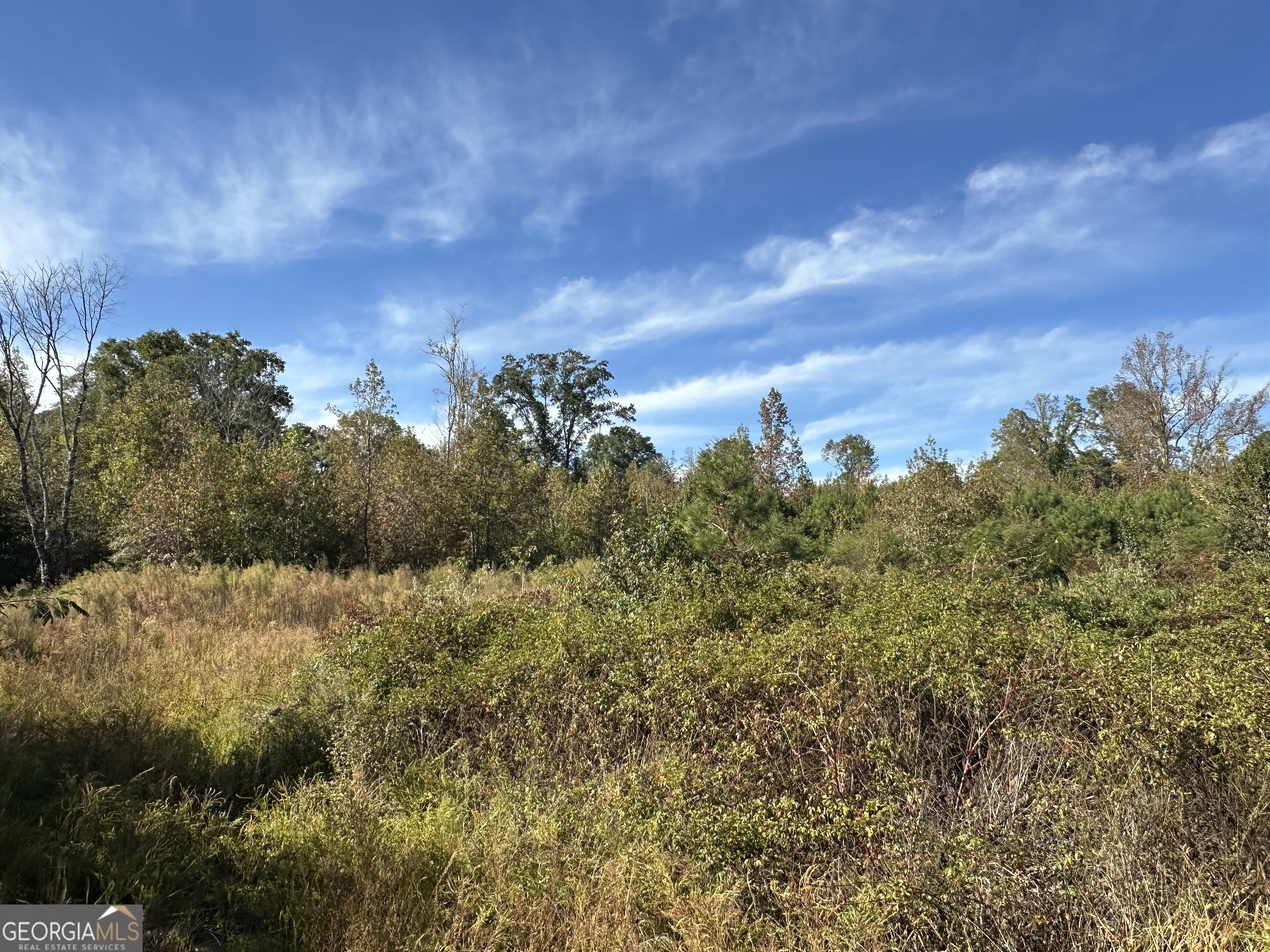 a view of a bunch of trees in a field