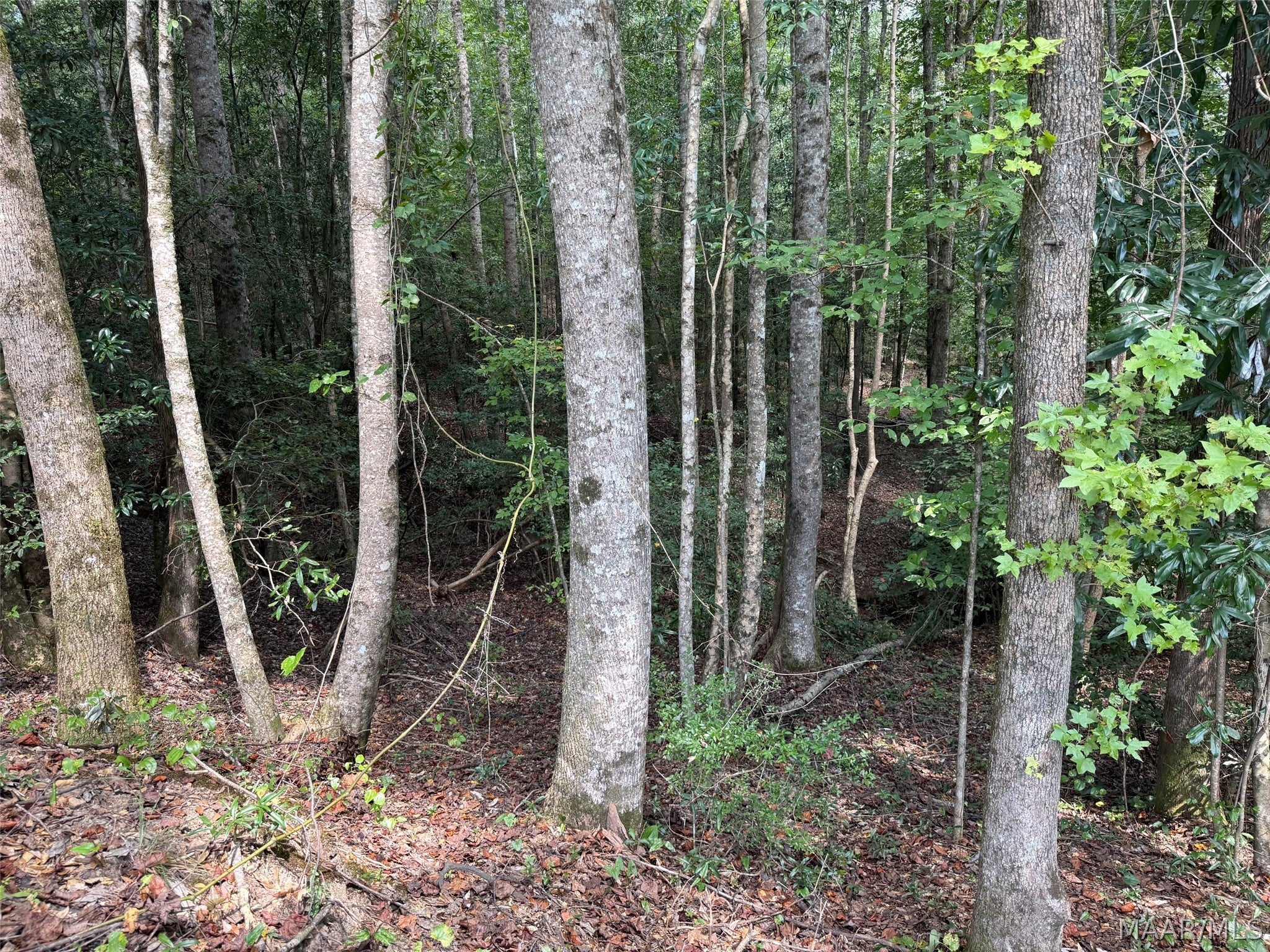 0 County Road 79 Road Billingsley, AL 36006 - Photo 5 of 14 Gallery Image 5