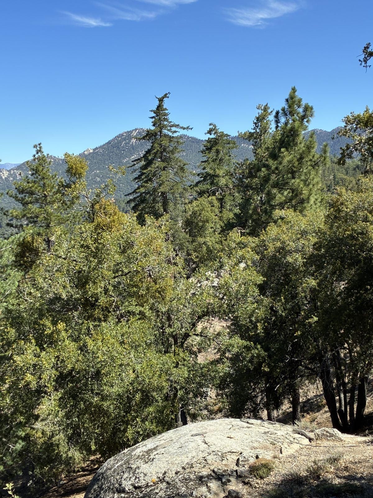 24930 Pine Cove Road Idyllwild, CA 92549 - Photo 4 of 25 Untitled