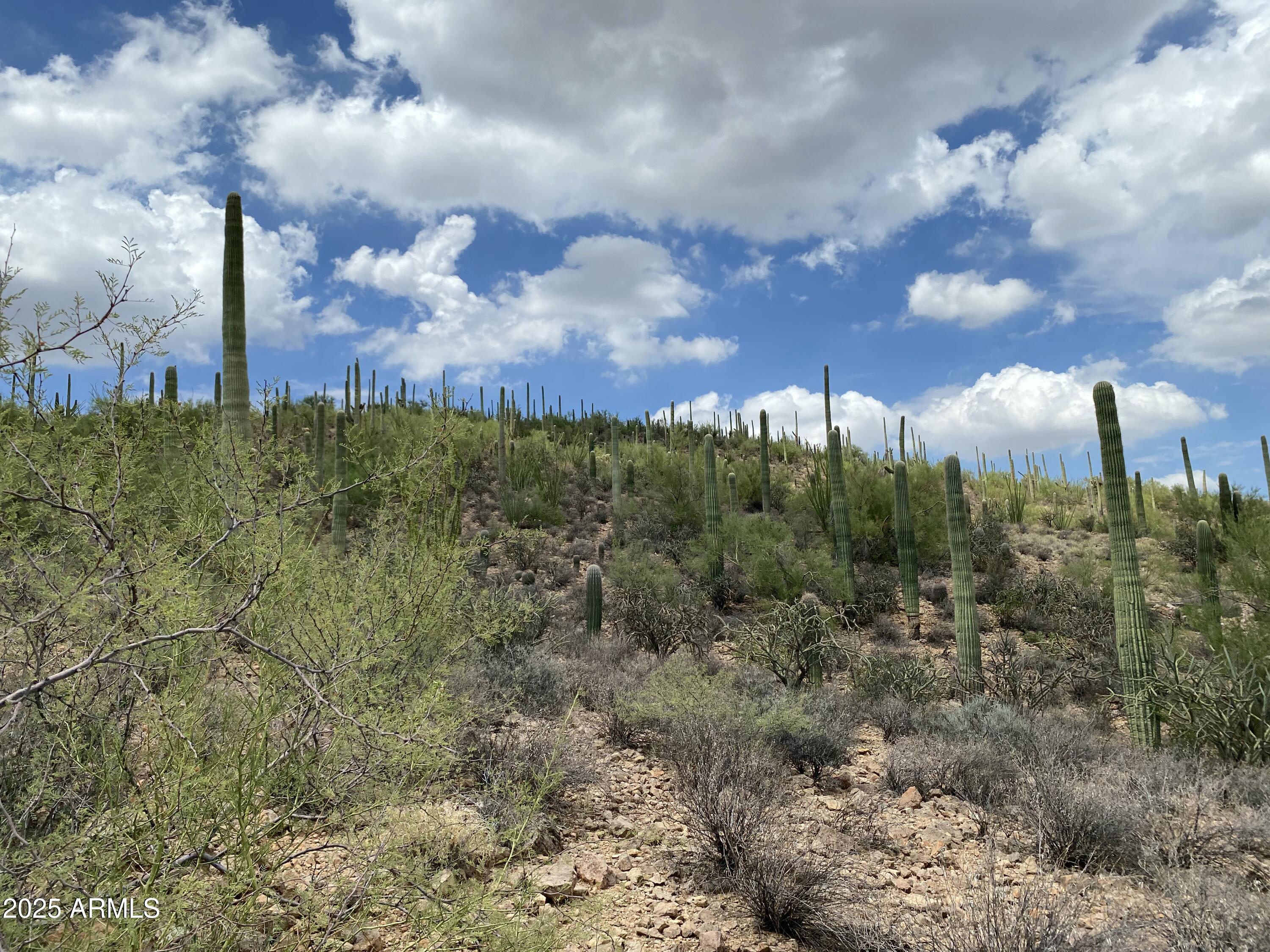 475 South Hotel Service Road Tucson, AZ 85745 - Photo 18 of 62 a view of a yard