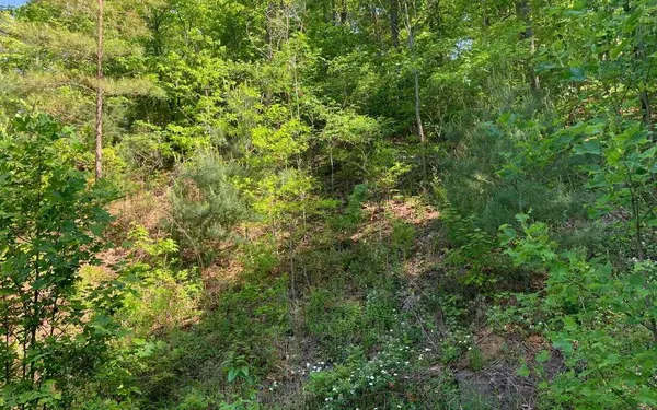 a view of a lush green forest