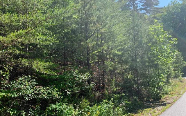 a view of a forest with a tree