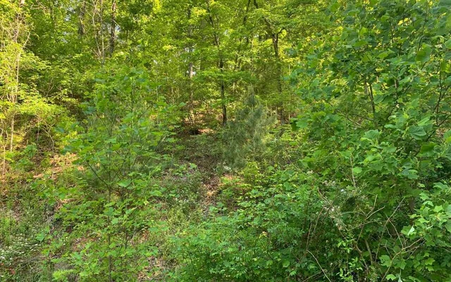 a view of a lush green forest