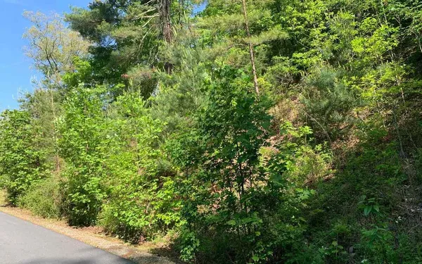 a view of a lush green forest