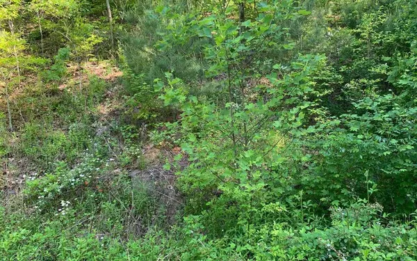 a view of a lush green forest