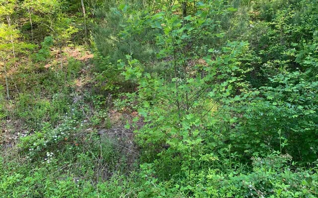 a view of a lush green forest