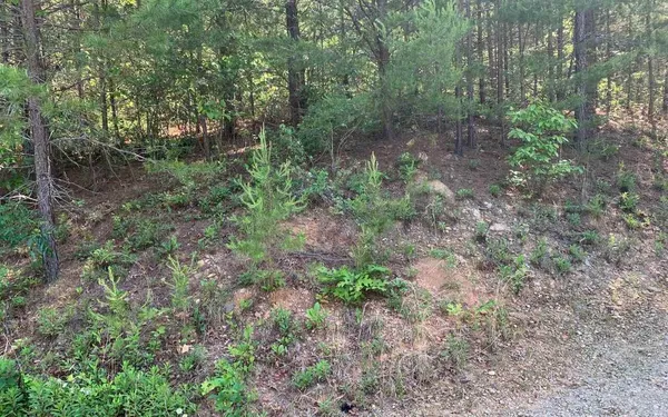 a view of a forest with trees in the background