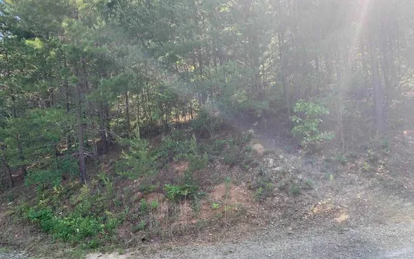 a view of a forest with a tree