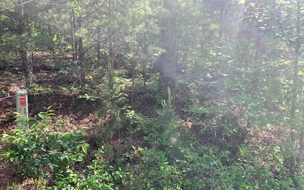 a picture of trees