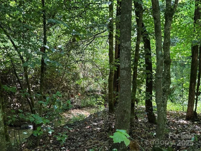 a view of a forest with trees in the background