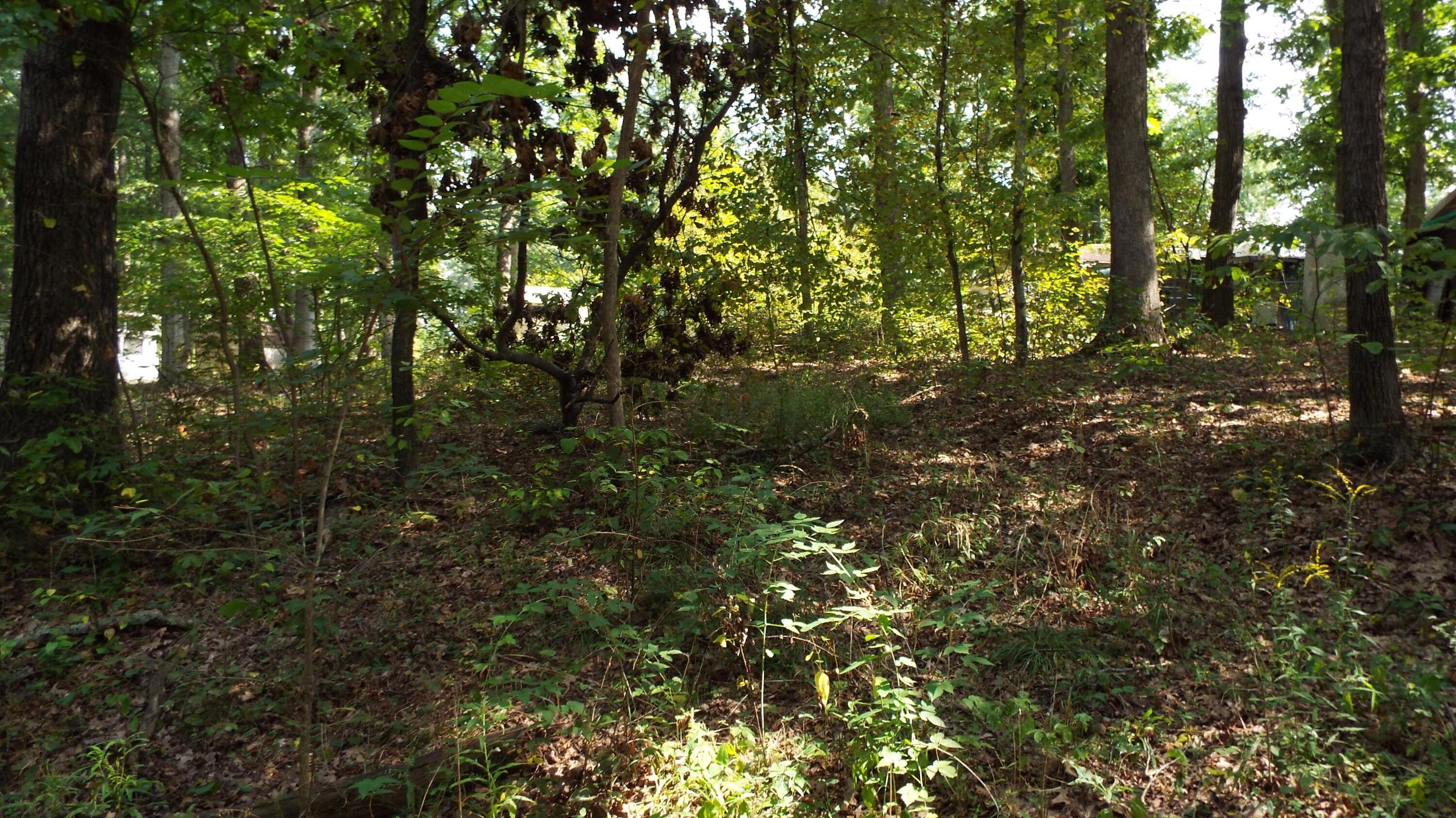 0 Red Maple Road Glouster, OH 45732 - Photo 5 of 16 Lot next to cabin lot