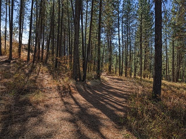 Nine Raven Ridge Nine Mile Falls, WA 99026 - Photo 6 of 9