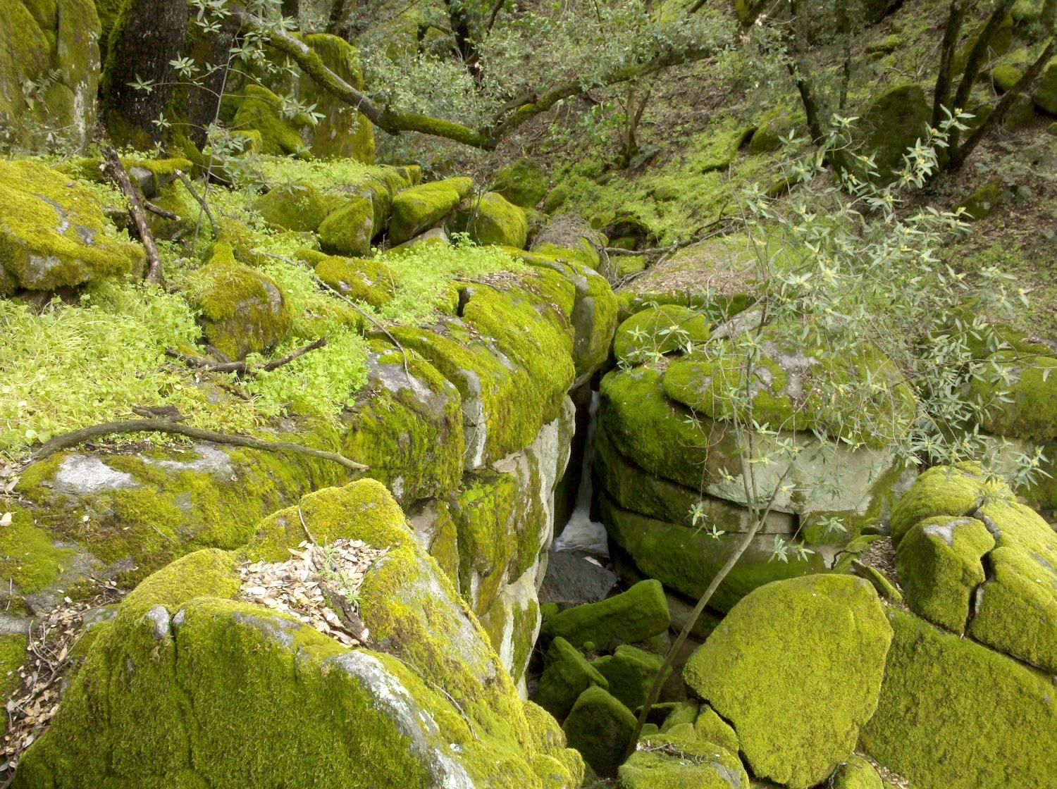 44981 Todd Eymann Road Dunlap, CA 93621 - Photo 76 of 95