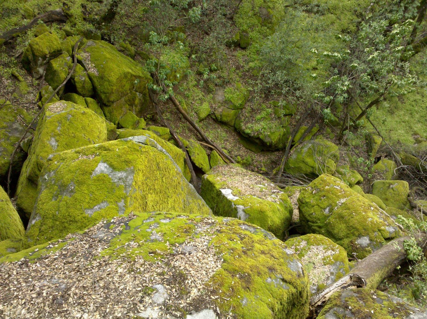 44981 Todd Eymann Road Dunlap, CA 93621 - Photo 78 of 95 a view of a garden