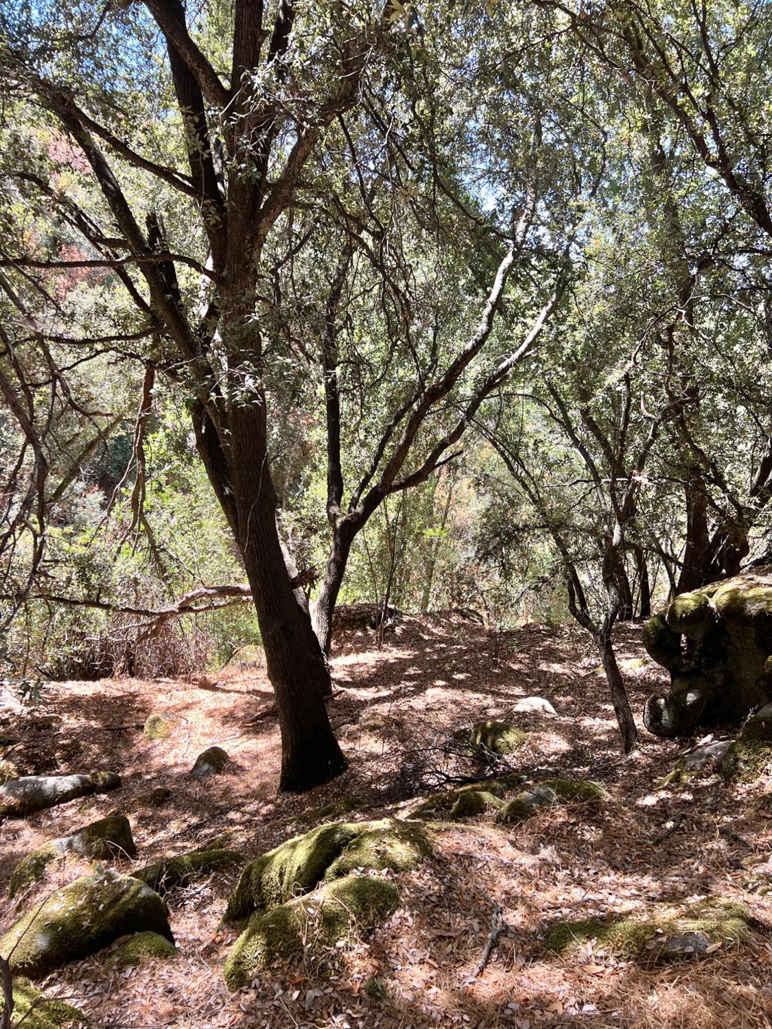 44981 Todd Eymann Road Dunlap, CA 93621 - Photo 79 of 95 a view of a tree in the middle of a yard