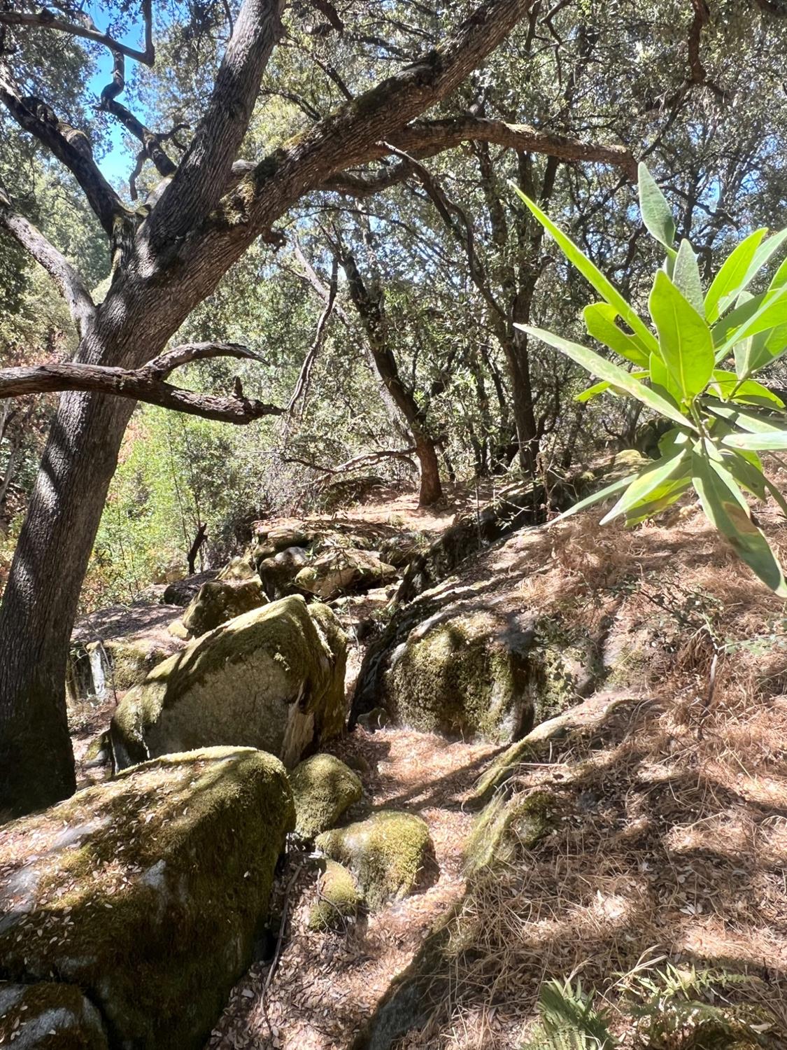 44981 Todd Eymann Road Dunlap, CA 93621 - Photo 82 of 95