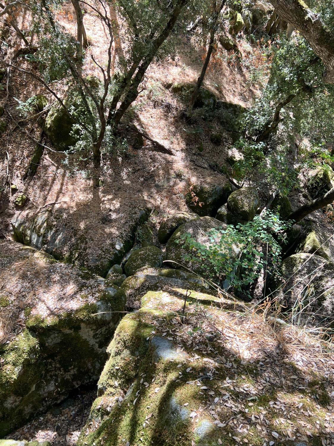 44981 Todd Eymann Road Dunlap, CA 93621 - Photo 84 of 95 a view of a forest